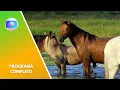 Download Lagu Globo Rural (10/08/2025) Completo