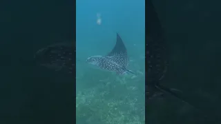 UNBELIEVABLE snorkeling right outside our home! #shorts