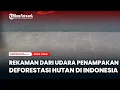 Viral Influencer Amerika Rekam Penampakan Deforestasi Hutan di Indonesia