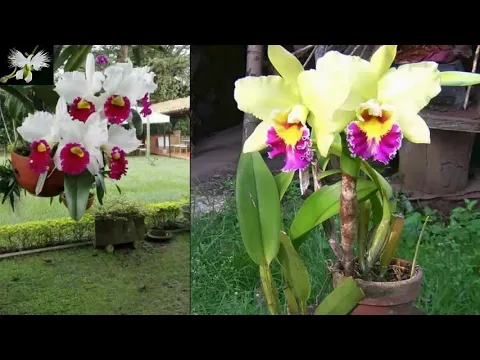 COMO CUIDAR LA ORQUÍDEA CATTLEYA, CULTIVAR CATTLEYAS, MI DIARIO DE JARDIN