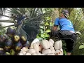 Lagu Pekerjaan Mulia Tapi Beresiko Tinggi!Panen Buah Siwalan Di kebun Tampa Alat Pengaman