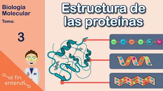 Estructura de las proteínas y enlaces que la estabilizan. Al fin entendí: Biología molecular