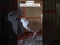 Download Lagu Burung Puter Pelung Tertawa Kuntilanak Seremm #tekukur #puterpelung #puter #burungputer #videoviral