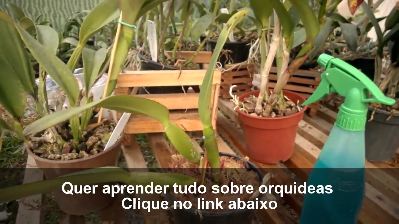 COMO CUIDAR DE ORQUIDEAS COM FOLHAS MURCHAS