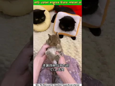 Kallo der Bariola Asloš± #shorts #funny #cat #ytshorts