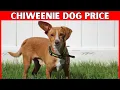 Chiweenie Puppy Price Complete Cost Breakdown