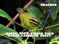 Download Lagu pancingan burung cikrak daun bahan
