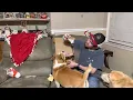 November 2022 Barkbox