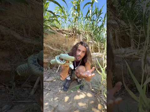 Elle est morte ?! 🐍☠️