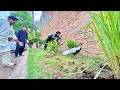 Download Lagu Aj Hum Ny Piara Sa Pheasant Pkra😍 Pta ni Kis ka Hai