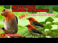 Download Lagu pikat burung cit kemade || suara burung kemade #suarapikat  #suaraburungmasteran