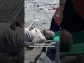 Download Lagu 🔴#Gaza : la pédiatre Alaa Al-Najjar perd 9 de ses enfants dans un bombardement #gazagenocide #gaza
