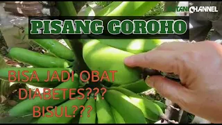 Download Pisang Goroho | Pisang ciri khas dari Sulawesi MP3