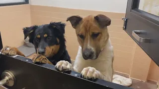 At capacity Santa Fe Animal Shelter offers 25 adoptions