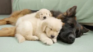 [Virtual Story] "A Sick Mom, Two Tiny Puppies, and a German Shepherd Who Changed Their Lives"