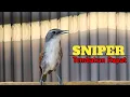 Download Lagu SUARA SUPER RAPAT SNIPER GACOR BUKA PARUH