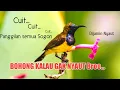 Download Lagu Panggilan Sogon CUIT CUIT dijamin Langsung Nyaut Nembak