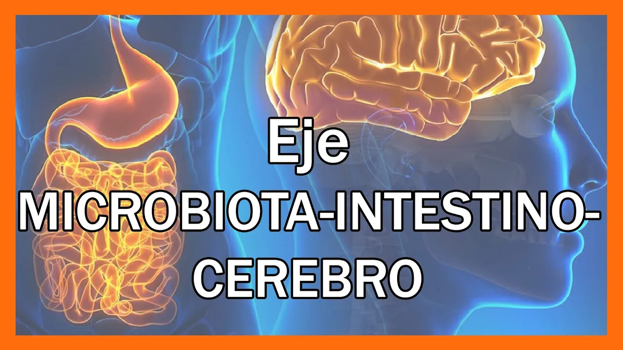 Aprende Cómo Funciona el EJE MICROBIOTA-INTESTINO-CEREBRO, una compleja comunicación.
