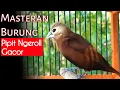 Download Lagu masteran burung pipit bondol haji, emprit kaji gacor ngeroll seperti burung kenari | 84