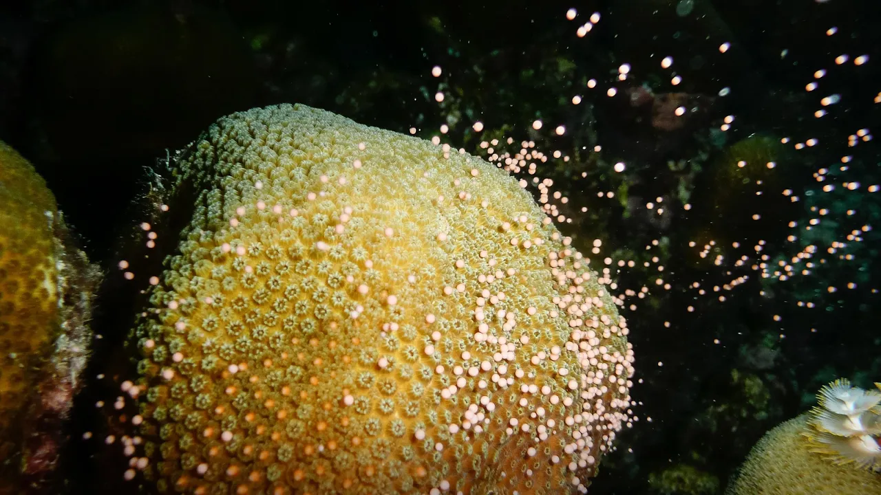 How we're growing baby corals to rebuild reefs | Kristen Marhaver