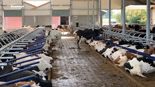 Release Flexible Free Stall in Groenlo - Netherlands
