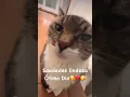 Download Lagu Kiss Cat 25 #cat #kisscat #funnycat