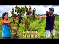 Download Lagu Long sadly asked Sơn for help when his coffee plants died en masse.