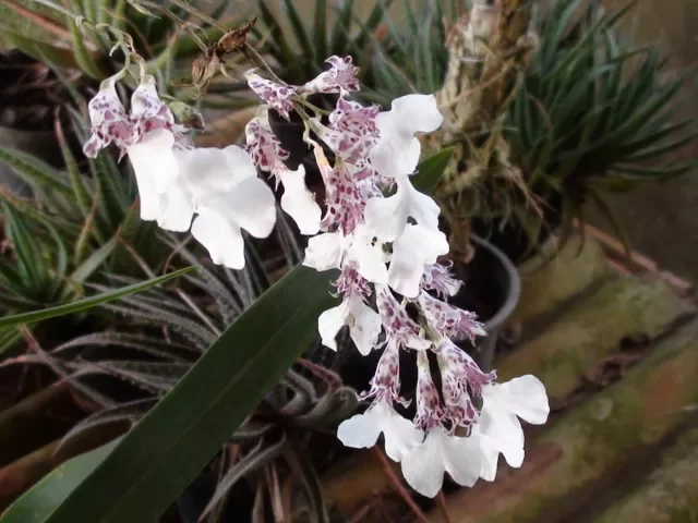 MULTIPLICAÇÃO DE ORQUÍDEA RODRIGUEZIA DECORA