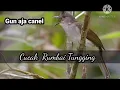 suara alam cucak rumbai tungging