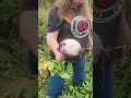 Lagu Tammy Taking Turnips.