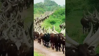 الســــــــــــودان والطــــــبيعة الـــــــــغلابة الحب علاني وسماء ظلاني بريدو سوداني 