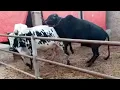 Successful breeding of small cows with a big bull