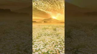 سيد حسن ما أجملك   دندنها