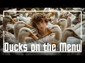 ANU the Musical - DUCKS ON THE MENU