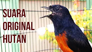 terbukti ampuh untuk memikat murai batu bengong dan kurang setamina