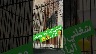 الببغاء صدع راسي Funny Birds 
