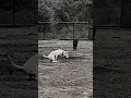 Download Lagu Dogo attack on boar 🐗 #dogoargentino #amazingfacts #youtube #nikkuvlogz #streetdog