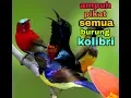 Lagu Suara pikat untuk semua burung kolibri,  ampuh!!