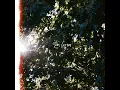 Growing Pains (Live)