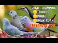 Lagu 🟠kombinasi pikat terampuh tekukur punai ruak² jernih 💯%