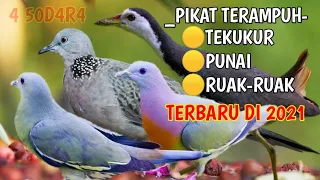 Download 🟠kombinasi pikat terampuh tekukur punai ruak² jernih 💯% MP3