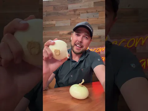 I just ate a raw onion for the chimps. Was it a bad idea? Absolutely!