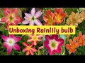Unboxing Hybrid Rainlily bulbs online rainlily bulb where to buy such cheap rainlily bulbs