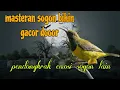 Download Lagu Masteran sogon gacor merangsang emosi sogon lain 🔥🔥