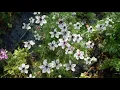 How to Grow Love in a Mist Nigella from Seed (Updated) Cut Flower Gardening for Beginners