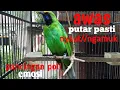 Download Lagu Murai daun kk gacor buat pancingan burung macet bunyi//buat emosi