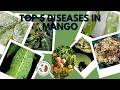 Top five diseases in mango crop
