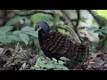 🐦 Bird Sounds & Relaxing Piano 🌧️ Peaceful Rain Ambience for Deep Sleep & Relaxation