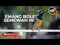 Download Lagu 🔴Masteran Mewah Emang Boleh❗️Cucak Cungkok Super Gacor Tembakan Panjang Kasar