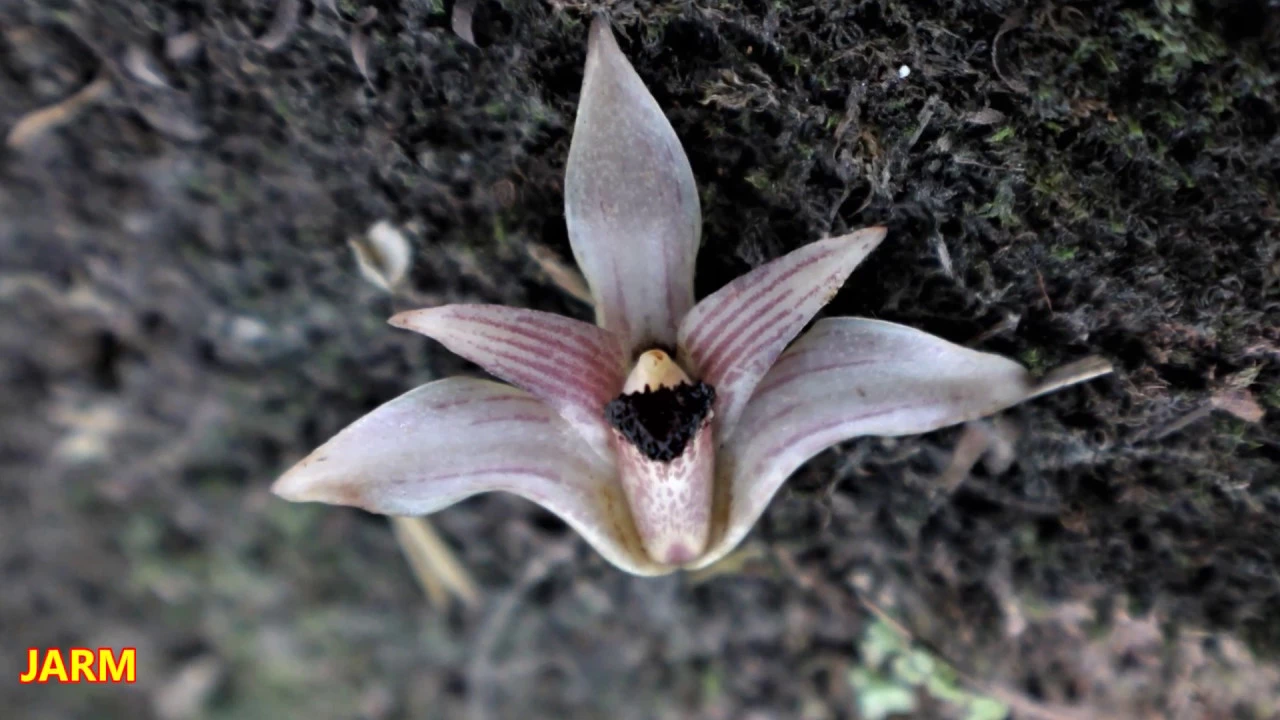 COMO PLANTAR Y CULTIVAR UNA ORQUÍDEA XYLOBIUM